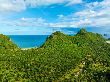 Adadaki yeşil palmiye tarlası tropikal orman havacılık tarım endüstrisi