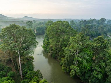 Hava manzarası tropikal yeşil ağaç nehir ekoloji sistemi doğa manzarası öngörüyor
