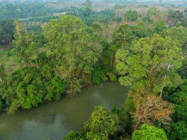 Hava manzarası tropikal yeşil ağaç nehir ekoloji sistemi doğa manzarası öngörüyor