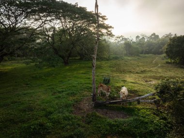 Ağaç ormanı sığır endüstrisinin altındaki yeşil çayır çimlerinde bulunan çiftlik hayvanları.