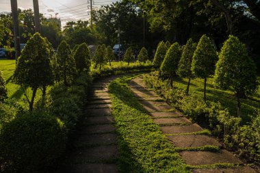 Şehir parkındaki yol. Yeşil ağaç ormanı. Gün batımı.