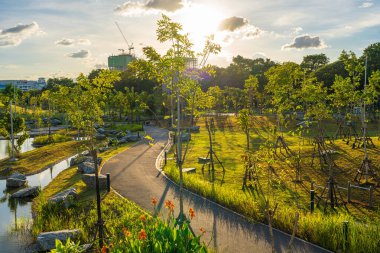 Yeşil ağaç parkındaki patika. Tropik orman manzarası.