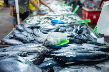 Skipjack ton balığının geçmişi balıkçılık taze gıda endüstrisinde satılıyor.