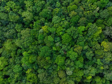 Hava manzaralı tropik yağmur ormanı yeşil ağaç arka plan doğa manzarası
