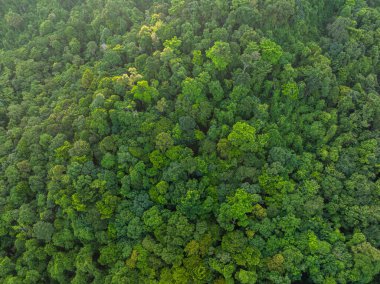 Hava manzaralı tropik yağmur ormanı yeşil ağaç arka plan doğa manzarası