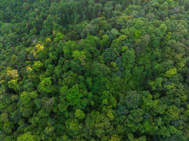 Hava manzaralı tropik yağmur ormanı yeşil ağaç arka plan doğa manzarası