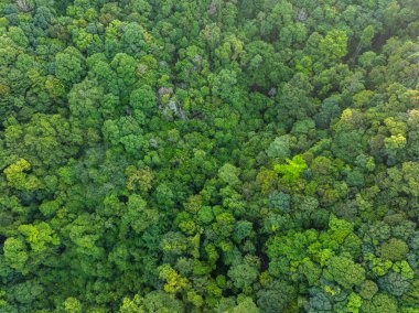 Hava manzaralı tropik yağmur ormanı yeşil ağaç arka plan doğa manzarası