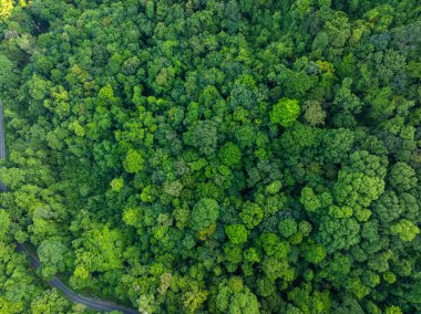 Hava manzaralı tropik yağmur ormanı yeşil ağaç arka plan doğa manzarası