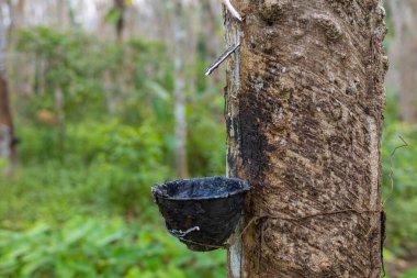 Para kauçuk ağacı hasat öncesi lateks yağmur ormanları tarım endüstrisi