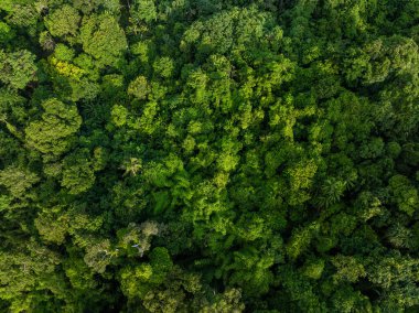 Yeşil tropikal yağmur ormanlarının arka planı doğa manzarası hava manzarası