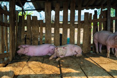 Domuzlar geleneksel domuz çiftliği hayvancılık endüstrisinde yiyecek besliyor.