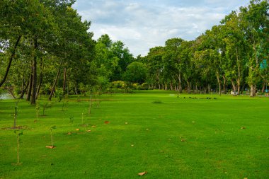 Şehir parkında ağacı olan yeşil çayır çimen güneşli gün manzarası