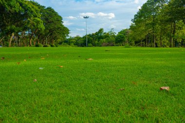 Şehir parkında ağacı olan yeşil çayır çimen güneşli gün manzarası