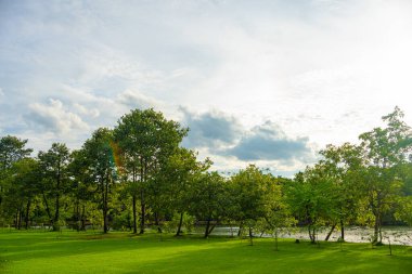Şehir parkında ağacı olan yeşil çayır çimen güneşli gün manzarası