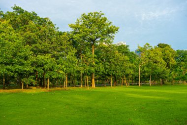 Şehir parkında ağacı olan yeşil çayır çimen güneşli gün manzarası