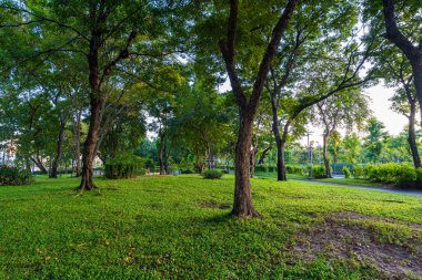 Şehir parkında tropik yağmur ormanları yeşil çayır çimenleri. Gün ışığı ve doğal manzara.