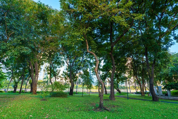 Şehir parkında tropik yağmur ormanları yeşil çayır çimenleri. Gün ışığı ve doğal manzara.