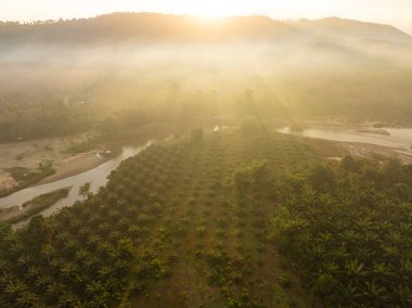Hava manzaralı yeşil tropikal yağmur ormanı nehir eğrisi doğa manzarası
