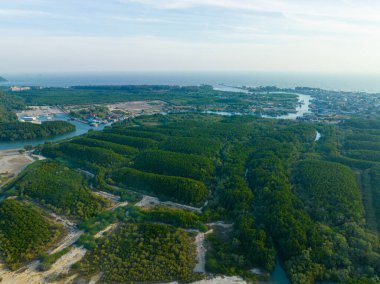 Hava manzarası tropikal yeşil arka plan mangrov orman nehri sabah güneşi doğar doğa manzarası