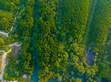 Tropikal yeşil yeşillikler tropikal orman deniz kıyısı doğa manzarası