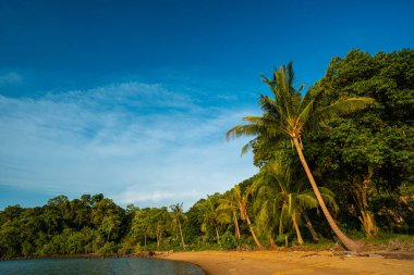 Deniz kumu, Hindistan cevizi palmiyesi tropikal orman mavi gökyüzü bulutu