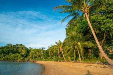 Deniz kumu, Hindistan cevizi palmiyesi tropikal orman mavi gökyüzü bulutu