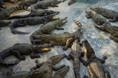 Bir grup timsah, çiftlik hayvanları endüstrisinde rahatça yatıyor.