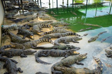 Bir grup timsah, çiftlik hayvanları endüstrisinde rahatça yatıyor.