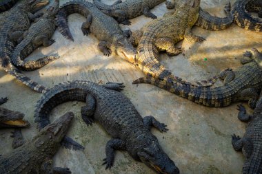 Bir grup timsah, çiftlik hayvanları endüstrisinde rahatça yatıyor.