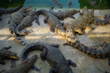 Bir grup timsah, çiftlik hayvanları endüstrisinde rahatça yatıyor.