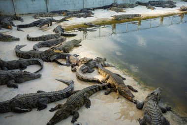Bir grup timsah, çiftlik hayvanları endüstrisinde rahatça yatıyor.