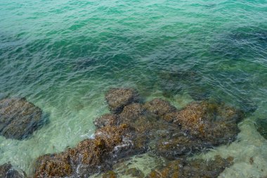 Koh larn Tayland yaz tatilinde egzotik deniz dalgası turkuvaz suyu