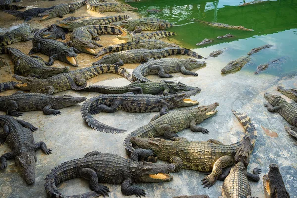 Bir grup timsah, çiftlik hayvanları endüstrisinde rahatça yatıyor.