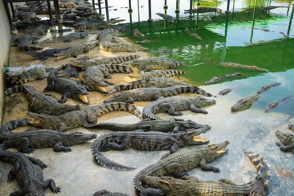 Bir grup timsah, çiftlik hayvanları endüstrisinde rahatça yatıyor.