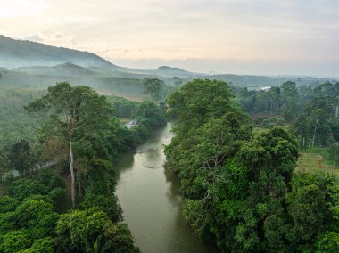 Tropik yağmur ormanı, ağaç tepecikleri ve doğa manzarasıyla sabah hava manzarası.
