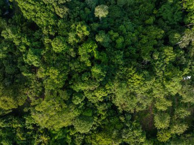 Yeşil tropikal yağmur ormanlarının arka planı doğa manzarası hava manzarası
