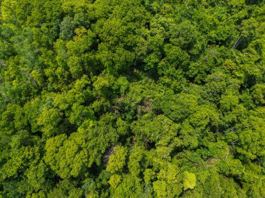 Gökyüzü manzaralı yeşil ağaç tropikal yağmur ormanları adada açık yeşil yaprak arka planda