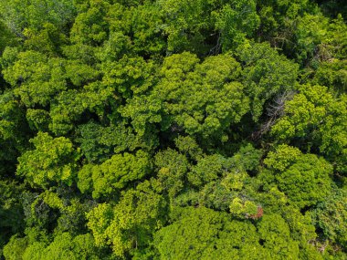 Gökyüzü manzaralı yeşil ağaç tropikal yağmur ormanları adada açık yeşil yaprak arka planda