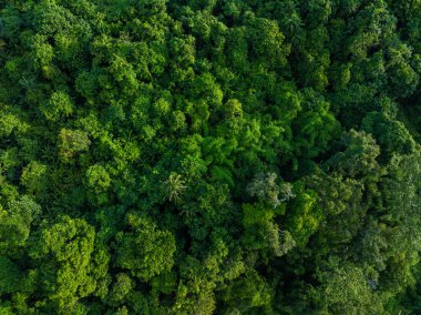 Yeşil tropikal yağmur ormanlarının arka planı doğa manzarası hava manzarası