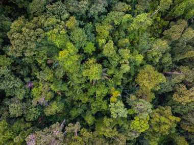 Yeşil tropikal yağmur ormanlarının arka planı doğa manzarası hava manzarası