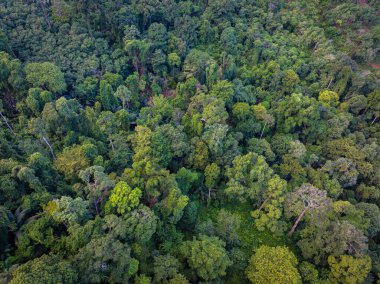 Yeşil tropikal yağmur ormanlarının arka planı doğa manzarası hava manzarası