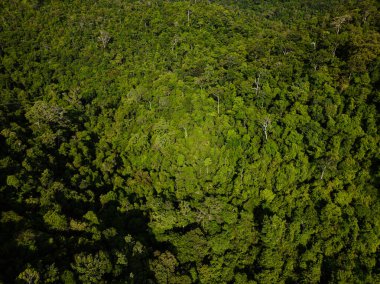 Gökyüzü manzaralı yeşil ağaç tropikal yağmur ormanları adada açık yeşil yaprak arka planda
