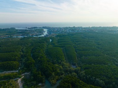 Tropikal yeşil yeşillikler tropikal orman deniz kıyısı doğa manzarası