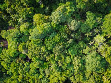Gökyüzü manzaralı yeşil ağaç tropikal yağmur ormanları adada açık yeşil yaprak arka planda