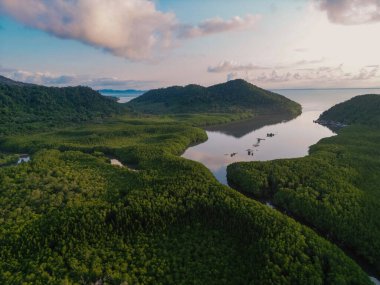 Ada deniz doğa ekoloji sisteminde yeşil tropikal mangrov ormanı.