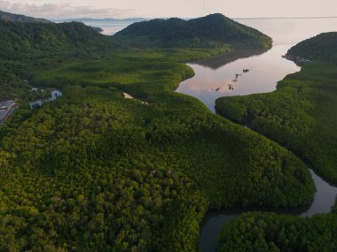 Ada deniz doğa ekoloji sisteminde yeşil tropikal mangrov ormanı.