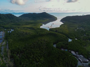 Ada deniz doğa ekoloji sisteminde yeşil tropikal mangrov ormanı.