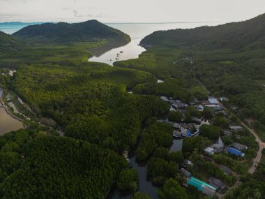 Ada deniz doğa ekoloji sisteminde yeşil tropikal mangrov ormanı.