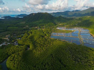 Ada deniz doğa ekoloji sisteminde yeşil tropikal mangrov ormanı.