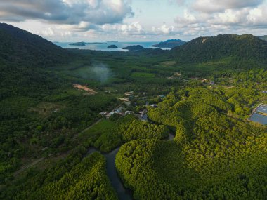 Ada deniz doğa ekoloji sisteminde yeşil tropikal mangrov ormanı.